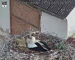 Capi_Dubne_20250525_064003.jpg