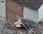 Capi_Dubne_20250525_064503.jpg