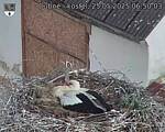 Capi_Dubne_20250525_065003.jpg