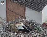 Capi_Dubne_20250525_065503.jpg
