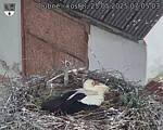 Capi_Dubne_20250525_070503.jpg