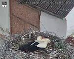 Capi_Dubne_20250525_071003.jpg