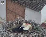 Capi_Dubne_20250525_072502.jpg