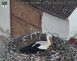 Capi_Dubne_20250525_073503.jpg