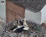 Capi_Dubne_20250525_074003.jpg