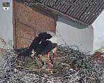 Capi_Dubne_20250525_074503.jpg