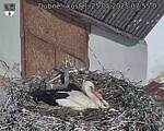 Capi_Dubne_20250525_075503.jpg
