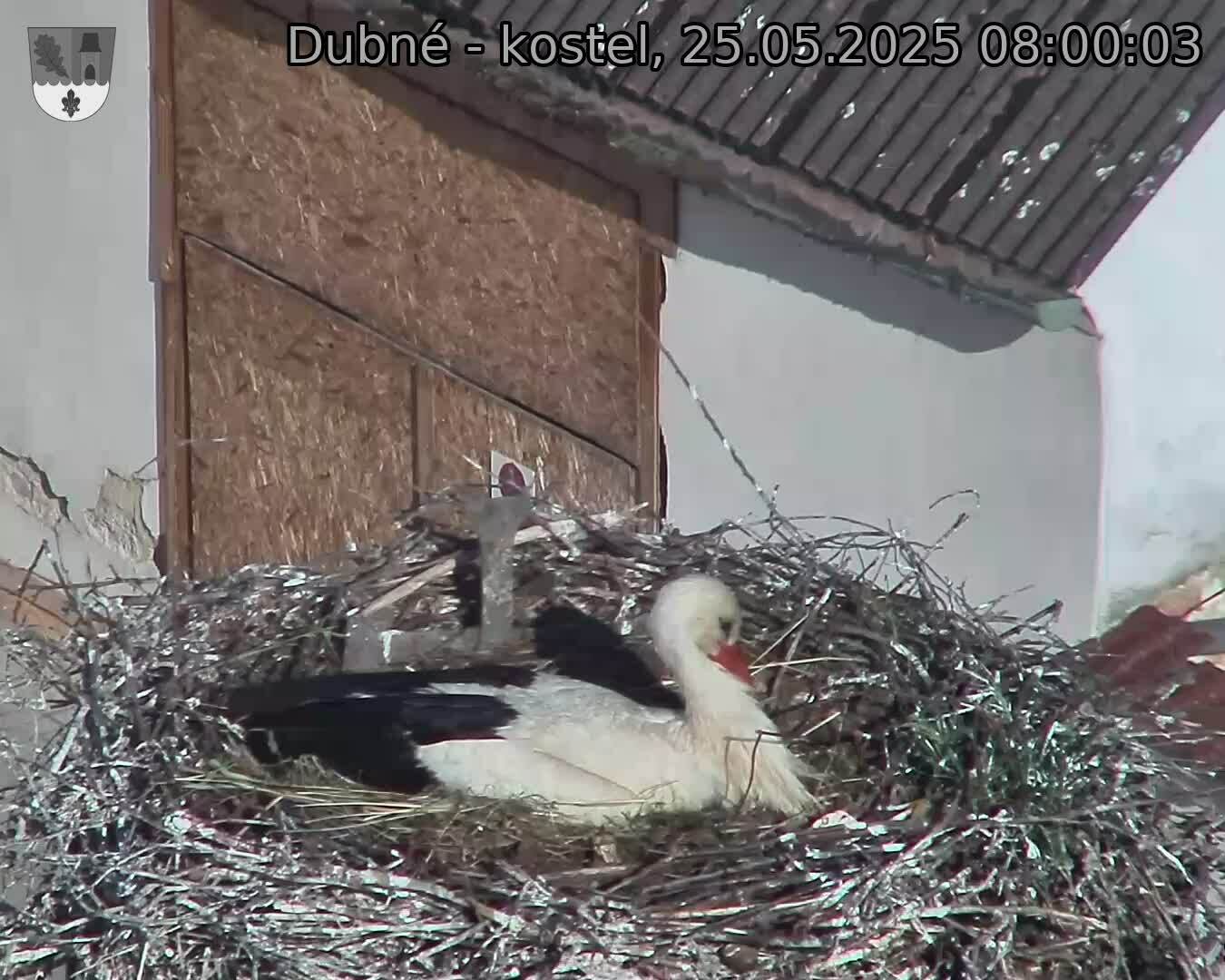 Capi_Dubne_20250525_080003.jpg (1350 x 1080)