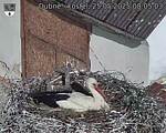 Capi_Dubne_20250525_080503.jpg