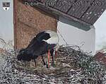 Capi_Dubne_20250525_082503.jpg