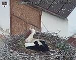 Capi_Dubne_20250525_083503.jpg