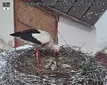 Capi_Dubne_20250525_085504.jpg