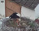 Capi_Dubne_20250525_090003.jpg
