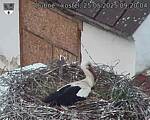 Capi_Dubne_20250525_092004.jpg