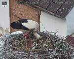 Capi_Dubne_20250525_093003.jpg