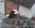 Capi_Dubne_20250525_100002.jpg
