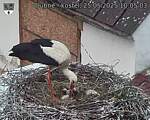 Capi_Dubne_20250525_100503.jpg