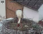 Capi_Dubne_20250525_102003.jpg