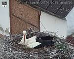 Capi_Dubne_20250525_104503.jpg