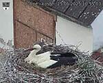 Capi_Dubne_20250525_105503.jpg