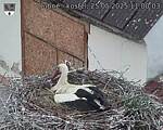 Capi_Dubne_20250525_110003.jpg