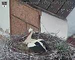 Capi_Dubne_20250525_111002.jpg