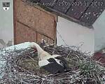 Capi_Dubne_20250525_112002.jpg