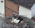 Capi_Dubne_20250525_114003.jpg