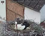 Capi_Dubne_20250525_115003.jpg