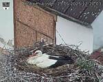 Capi_Dubne_20250525_122003.jpg
