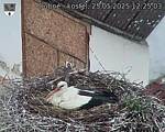 Capi_Dubne_20250525_122503.jpg