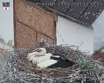 Capi_Dubne_20250525_125003.jpg