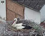 Capi_Dubne_20250525_130503.jpg