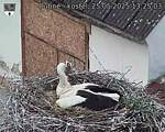 Capi_Dubne_20250525_132503.jpg