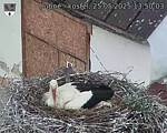 Capi_Dubne_20250525_135003.jpg