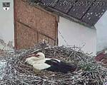 Capi_Dubne_20250525_152003.jpg