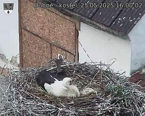 Capi_Dubne_20250525_160002.jpg (1350 x 1080)