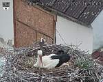 Capi_Dubne_20250525_165003.jpg