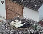 Capi_Dubne_20250525_174503.jpg
