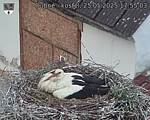 Capi_Dubne_20250525_175503.jpg
