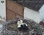 Capi_Dubne_20250525_182003.jpg
