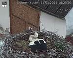 Capi_Dubne_20250525_182503.jpg
