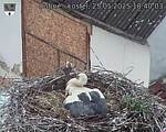 Capi_Dubne_20250525_184003.jpg