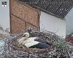 Capi_Dubne_20250525_184503.jpg