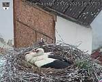 Capi_Dubne_20250525_185503.jpg