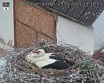 Capi_Dubne_20250525_191003.jpg