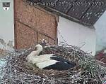 Capi_Dubne_20250525_192503.jpg