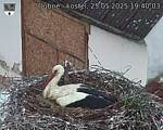 Capi_Dubne_20250525_194003.jpg