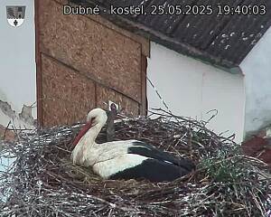 Capi_Dubne_20250525_194003.jpg (1350 x 1080)