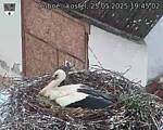 Capi_Dubne_20250525_194502.jpg